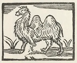 Dromedary: NOVELTY CAMEL EARLY C18