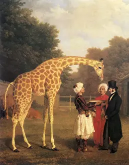 Giraffe: The Nubian Giraffe