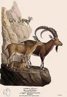Nubian: Nubian IbeX
