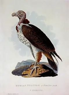 Nubian: Nubian Vulture (V. nubian)