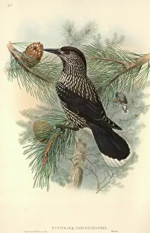 Pinus: Nucifraga caryocatactes, Eurasian nutcracker
