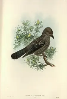Pinus: Nucifraga caryocatactes, Eurasian nutcracker