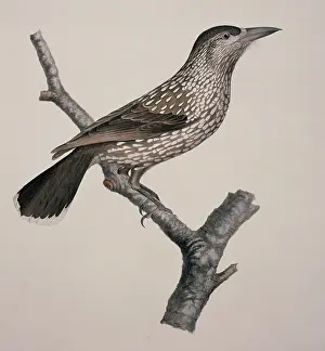 Corvidae: Nucifraga caryocatactes, Eurasian nutcracker