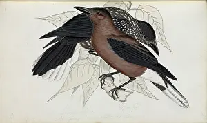 Hodgson: Nucifraga caryocatactes, Nutcracker