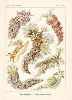 Glitsch: Nudibranchia or sea slugs
