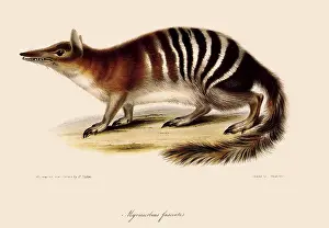 Ferret: Numbat