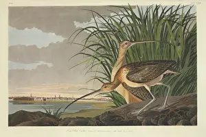 Curlew: Numenius americanus, long-billed curlew