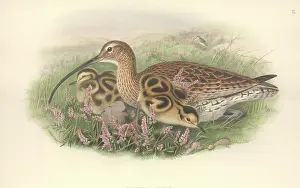 Streaked: Numenius arquata, Eurasian curlew