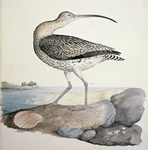 Macgillivray: Numenius arquata, Eurasian curlew