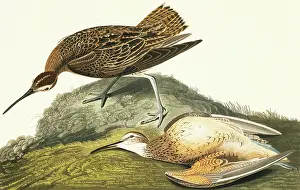 Eskimo: Numenius borealis, Eskimo curlew