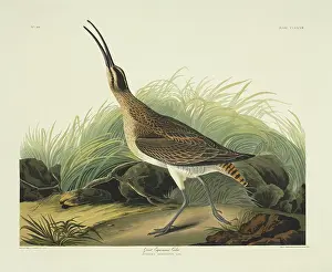 Curlew: Numenius phaeopus, whimbrel