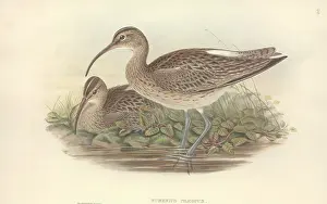 Curlew: Numenius phaeopus, whimbrel