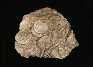 Fortey: Nummulites gizehensis, giant foraminiferan