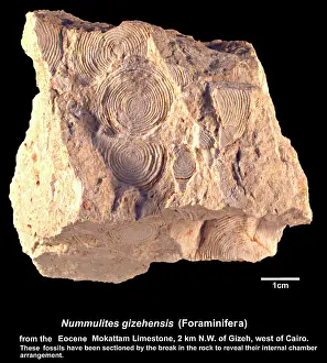 Nummulites gizehensis, nummulites