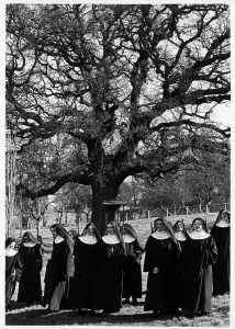 Cecilias: Nuns under oak tree, St Cecilia's Abbey