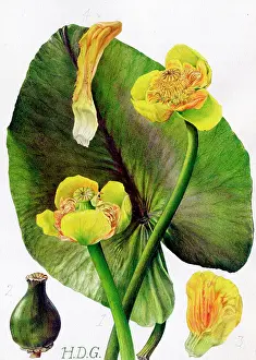 Garside: Nuphar Luteum