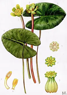 Nuphar: Nuphar pumila