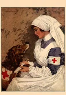 Bandages: Nurse Bandages Dog