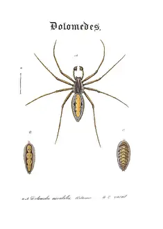 Hahn: Nursery Web Spider
