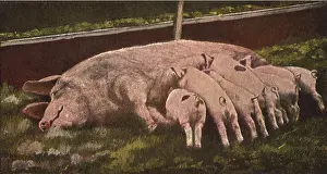 Piglets: Nursing Piglets