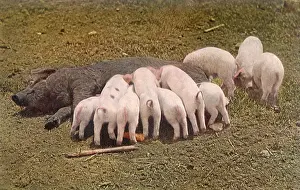 Piglets: Nursing Piglets