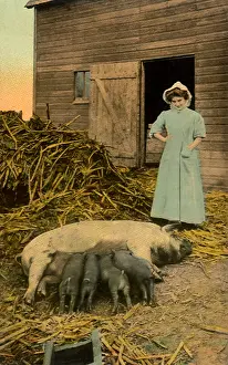 Piglets: Nursing Piglets