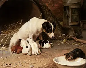 Laps: Nursing Puppies