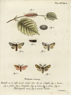 Esper: Nut-tree tussock and plumed prominent