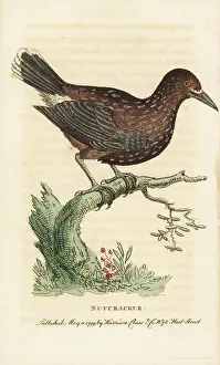 Nucifraga: Nutcracker, Nucifraga caryocatactes