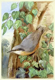 Nuthatch