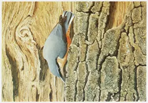 Nuthatch: Nuthatch