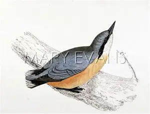 Europaea: NUTHATCH