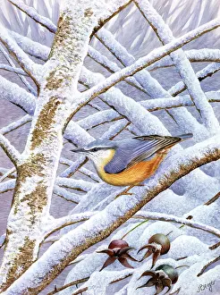 Benger: Nuthatch on snowy branches