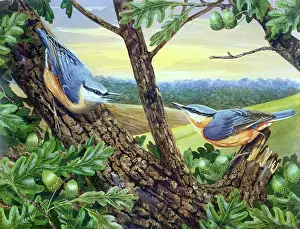 Acorn: Nuthatches: 2 birds on the boughs of an oak tree