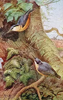 The J Salmon Image Archive (grenville): Nuthatches