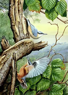 Benger: Nuthatches