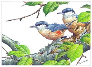 Nuthatches: Two Nuthatches on a branch