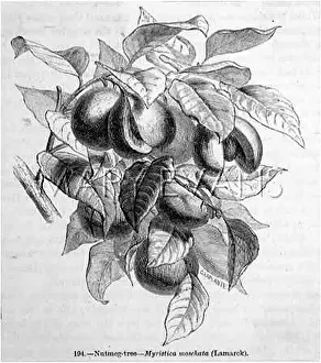 Moschata: NUTMEG/BRANCH & FRUIT