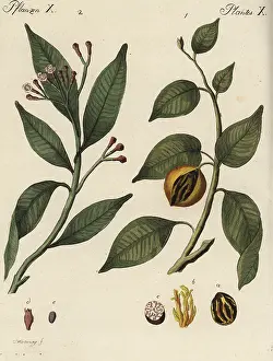Clove: Nutmeg and clove spice trees