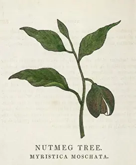 Moschata: NUTMEG/FAMILY HERBAL