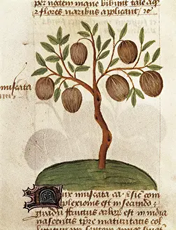 Nutmeg. Illustration from Tractatus de herbis