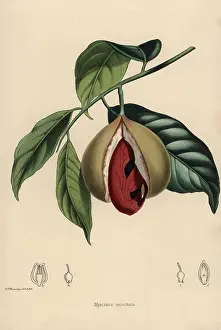 Moschata: Nutmeg and mace, Myristica moschata