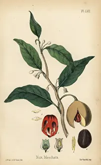 Moschata: Nutmeg and mace tree, Myristica fragrans