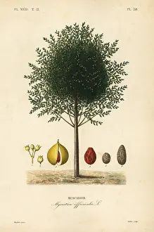 Oudet: Nutmeg and mace tree, Myristica fragrans