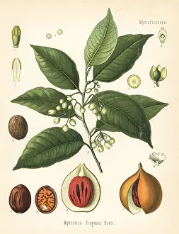 Kohler: Nutmeg and mace tree, Myristica fragrans