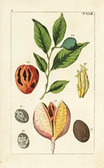 Nutmeg: Nutmeg and mace tree, Myristica fragrans