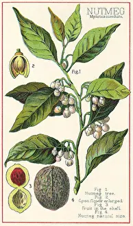 Spice: Nutmeg Plant