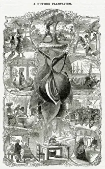 Spice: Nutmeg plantation 1868