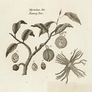 Spices: NUTMEG/VARIOUS PARTS