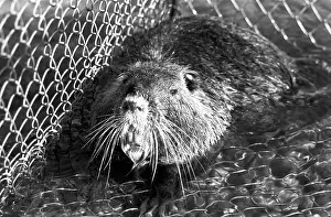 Nutria: Nutria breeding, 1966